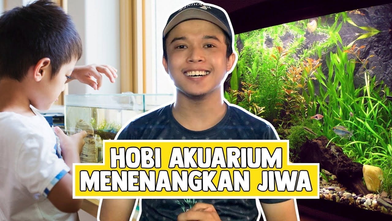 Hobi Akuarium Menenangkan Jiwa