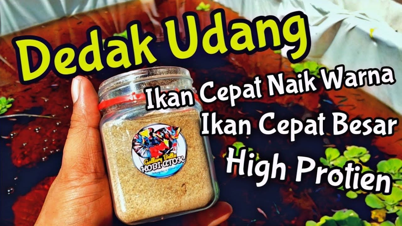 🔴 Pengelolaan Ikan Cupang Harian Di Atok Hobby Farm